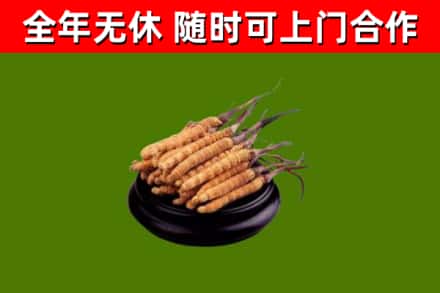 泰州回收冬虫夏草